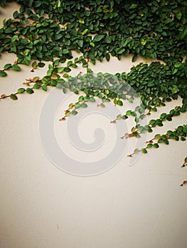 TridaxÃ¢â¬â¹ procumbensÃ¢â¬â¹ treeÃ¢â¬â¹ growthÃ¢â¬â¹ onÃ¢â¬â¹ wallÃ¢â¬â¹